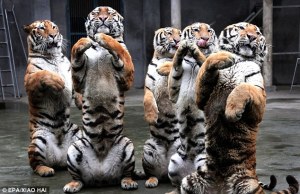 Siberian-Tigers-forced-to-crouch-at-Fuzhou-Zoo-SE-China-2010